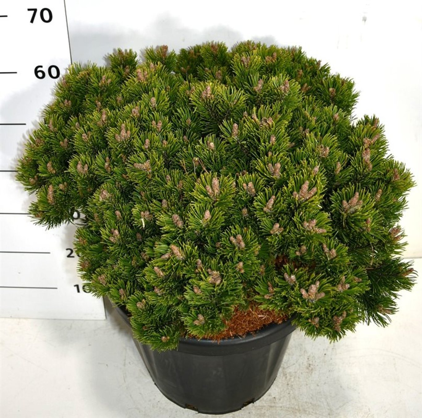 Pinus mugo 'Sherwood Compact' - C25 40-50 CM